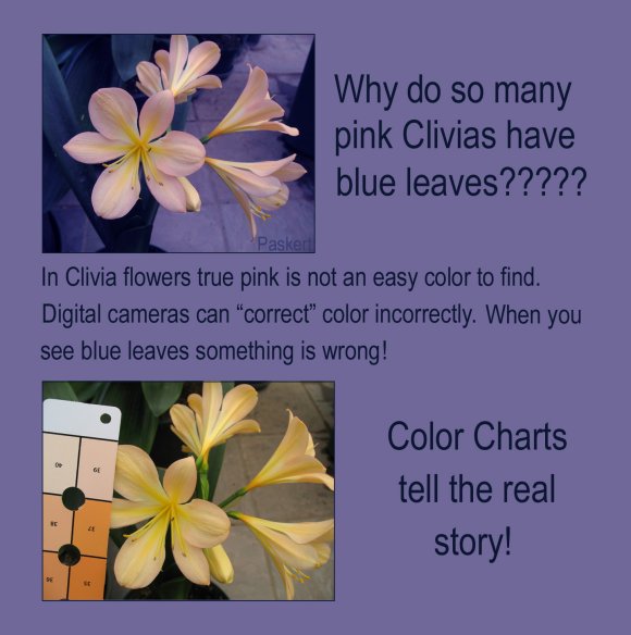 Flowers By Color Chart